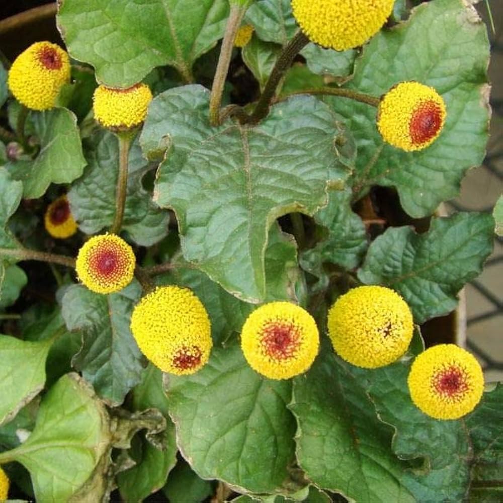 Yellow Red Spilanthes Acmella Plant For Vibrant Garden Growth - Seed Stunning Blooms Flower Seeds