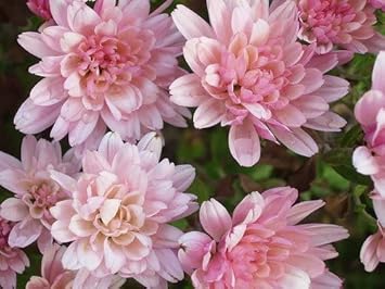 Light Pink Chrysanthemum Flower seeds for Planting - Vibrant Colors, Heirloom & GMO Free Seeds for Home Garden
 
 Sale for planting in home garden