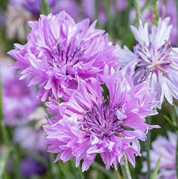 Cornflower Flower seeds for Planting - Cut Flower Favorite, Heirloom & GMO Free Seeds for Home Garden
 
 Sale for planting in home garden.