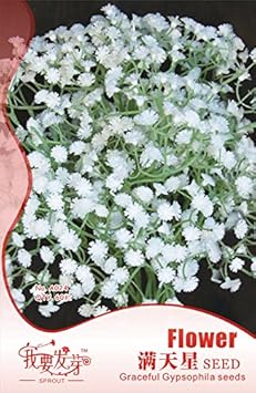 White Gypsophila Snowflake Flower seeds for Planting - Cut Flower Favorite, Heirloom & GMO Free Seeds for Home Garden
 
 Sale for planting in home garden.