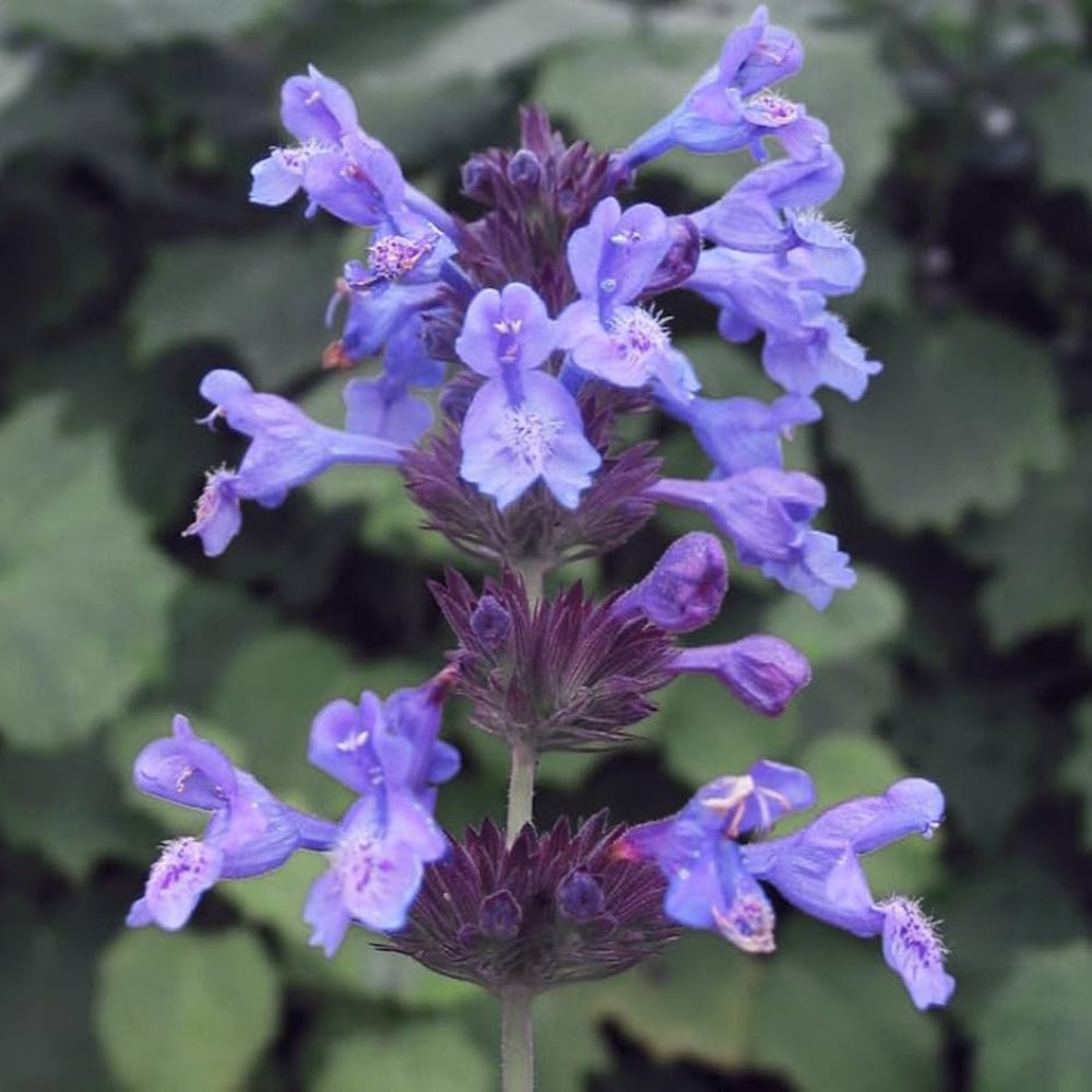Catnip Flower Seeds