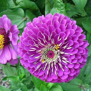Purple Zinnia Flower seeds for Planting Hardy Variety Heirloom & GMO Free Seeds for Home Garden 
 
 Sale seeds for home garden planting