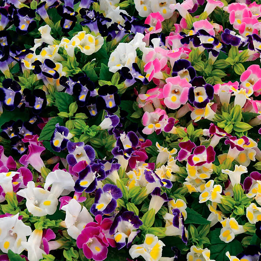 Torenia Fournieri Flower Seeds