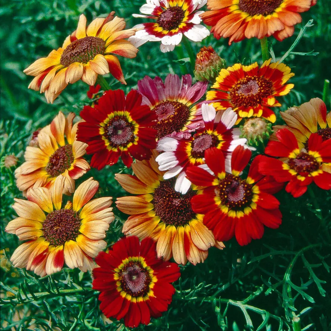 Painted Daisy Flower Seeds