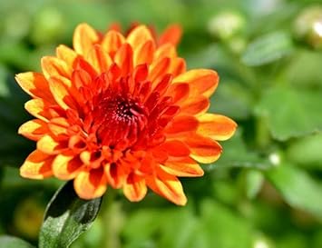 Chrysanthemum Orange Yellow Flower seeds for Planting - Compact Growth, Heirloom & GMO Free Seeds for Home Garden
 
 Sale for planting in home garden