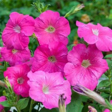 Samen der pinken Fuchsien-Petunie zum Pflanzen – widerstandsfähige Sorte, alte Sorten & gentechnikfreie Samen für den Hausgarten