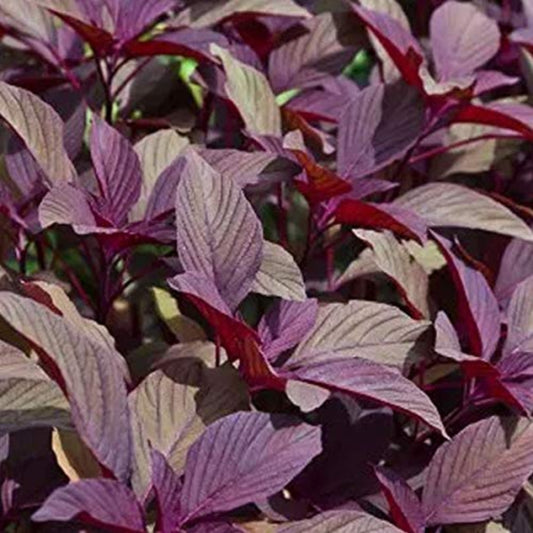 Amaranthus Gangeticus (Elephant Head Amaranth) Seeds - Unique Ornamental & Edible Plant