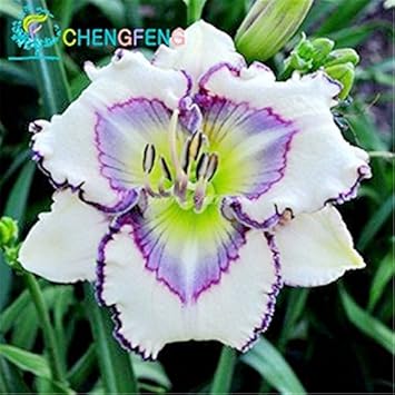 White Violet Hemerocallis Flower seeds for Planting - Compact Growth, Heirloom & GMO Free Seeds for Home Garden
 
 Sale for planting in home garden.