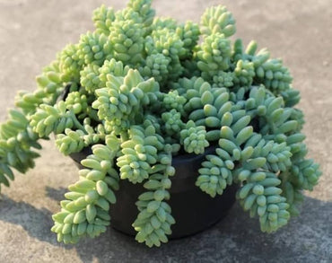 Semi di pianta succulenta Sedum