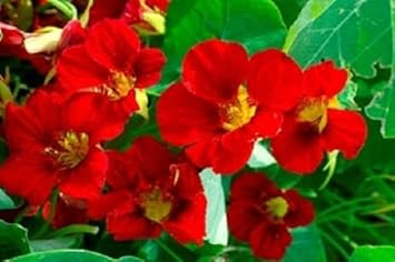 Red Nasturtium Flower seeds for Planting - Wildflower Mix, Heirloom & GMO Free Seeds for Home Garden
 
 Sale for planting in home garden.