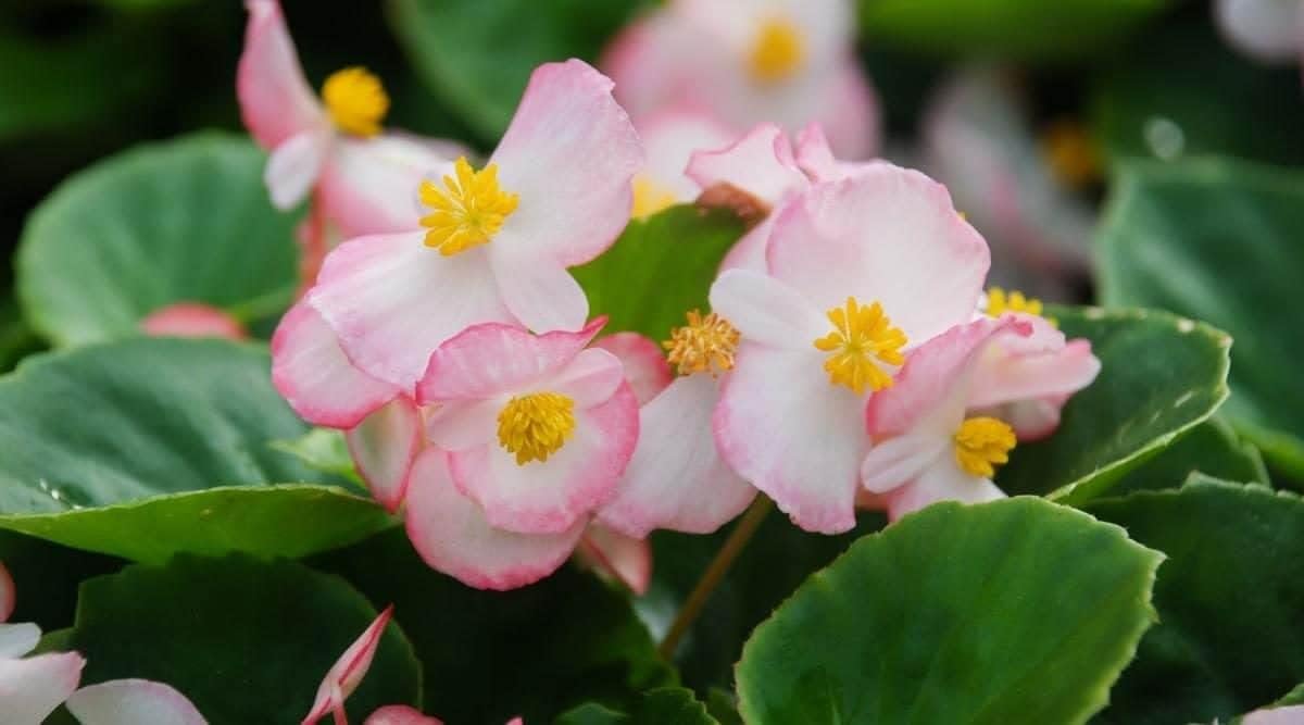 Pink White Begonia Flower seeds for Planting - Wildflower Mix, Heirloom & GMO Free Seeds for Home Garden
 
 Sale for planting in home garden