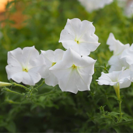 White Petunia Flower Seeds