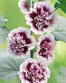 White Purple Hollyhock Flower seeds for Planting - Drought Tolerant, Heirloom & GMO Free Seeds for Home Garden
 
 Sale for planting in home garden.