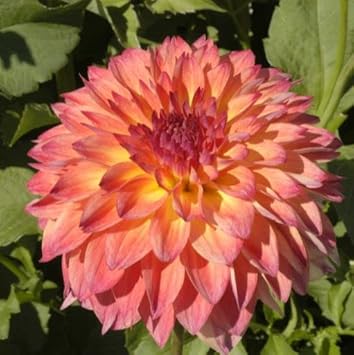 September Morn Dahlia Flower seeds for Planting - Fragrant Blossoms, Heirloom & GMO Free Seeds for Home Garden
 
 Sale for planting in home garden