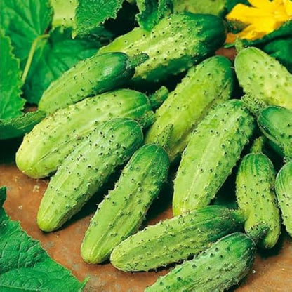 Miniature Pickling Cucumber Seeds for Planting – Heirloom, Non-GMO, Compact, Ideal for Jars