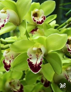 Green Butterfly Orchid Flower seeds for Planting - Sun Loving, Heirloom & GMO Free Seeds for Home Garden
 
 Sale for planting in home garden