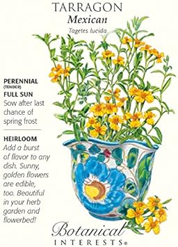 Yellow Mexican Tarragon Flower seeds for Planting - Low Maintenance, Heirloom & GMO Free Seeds for Home Garden
 
 Sale for planting in home garden