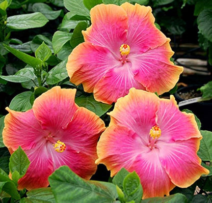 Pink Orange Hibiscus Flower Seeds
