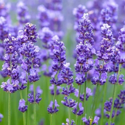 English Lavender (Lavandula angustifolia) Flower seeds for Planting - Premium Quality, Heirloom & GMO Free Seeds for Home Garden