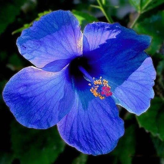 Blue Hibiscus Flower Seeds