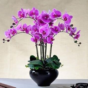 Butterfly Orchid Purple Flower seeds for Planting - Pollinator Friendly, Heirloom & GMO Free Seeds for Home Garden
 
 Sale for planting in home garden