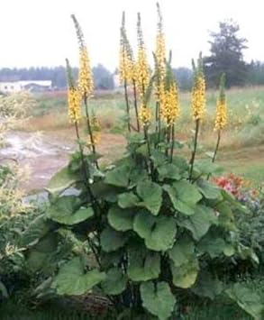 Yellow Ligularia Flower seeds for Planting - Bright Blooms, Heirloom & GMO Free Seeds for Home Garden
 
 Sale for planting in home garden.