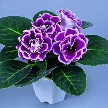 Gloxinia Blue White Flower seeds for Planting - Premium Quality, Heirloom & GMO Free Seeds for Home Garden
 
 Sale for planting in home garden