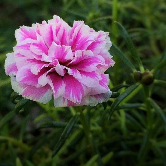 Weiße rosa Moos-Rosenblumensamen zum Pflanzen – Perfekt für Beete, Erbstück- und gentechnikfreie Samen für den Hausgarten

Verkauf