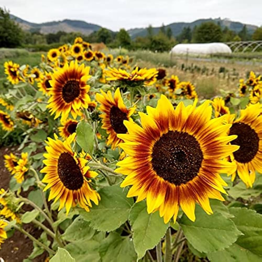 Bicolor Sunflower Seeds