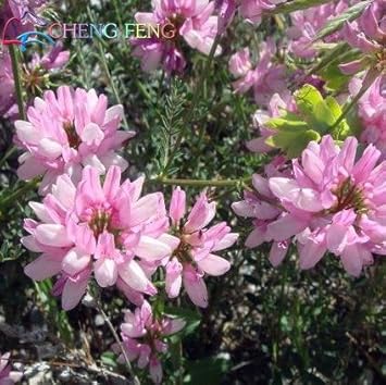 Pink Crownvetch Flower seeds for Planting - Cottage Garden Essential, Heirloom & GMO Free Seeds for Home Garden
 
 Sale for planting in home garden.