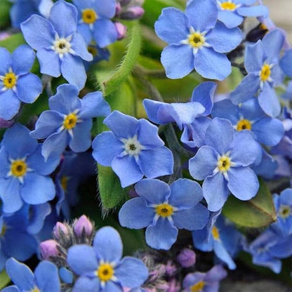 Myosotis Blue Flower Seeds for Planting and Growth