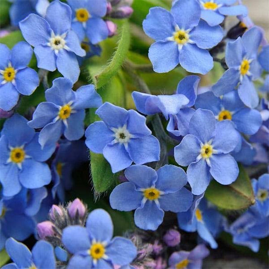 Blue Myosotis Flower seeds for Planting Sun Loving Heirloom & GMO Free Seeds for Home Garden
 
 Sale seeds for home garden planting
