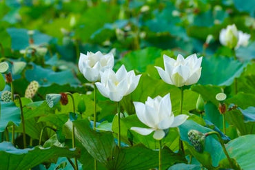 White Lotus Seeds (Sacred White Lotus) - Majestic Aquatic Flower for Tranquil Ponds