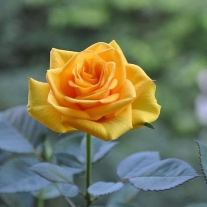 Climbing Golden Showers Rose - Bright Yellow Climbing Rose Bush for Your Garden