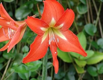 Orange Hippeastrum Rutilum Flower seeds for Planting - Wildflower Mix, Heirloom & GMO Free Seeds for Home Garden
 
 Sale for planting in home garden