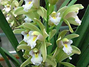 Green Cymbidium Flower seeds for Planting - Bright Blooms, Heirloom & GMO Free Seeds for Home Garden
 
 Sale for planting in home garden.