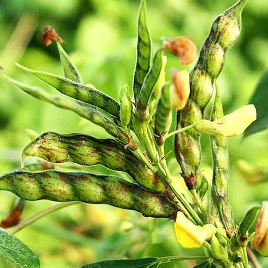 Pigeon Pea Vegetable Seeds