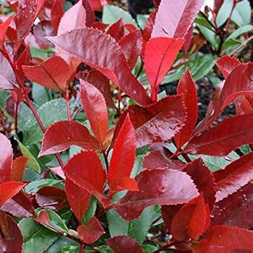Red Photinia Robin Flower seeds for Planting - Drought Tolerant, Heirloom & GMO Free Seeds for Home Garden
 
 Sale seeds for planting in home garden