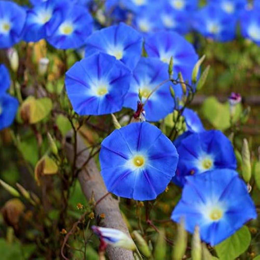 Morning Glory 'Heavenly Blue' Flower Seeds