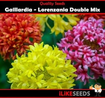 Mixed Gaillardia Lorenziana Flower seeds for Planting - Long Bloom Season, Heirloom & GMO Free Seeds for Home Garden
 
 Sale for planting in home garden.