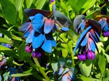 Blue Honeywort Flower seeds for Planting - Long Bloom Season, Heirloom & GMO Free Seeds for Home Garden
 
 Sale for planting in home garden.