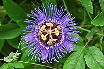 Purple Passiflora Incarnata Flower seeds for Planting - Fragrant Blossoms, Heirloom & GMO Free Seeds for Home Garden
 
 Sale seeds for planting in home garden