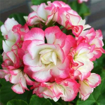 Pink White Geranium Flower Seeds