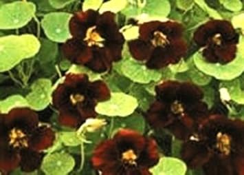 Black Velvet Flower seeds for Planting - Vibrant Colors, Heirloom & GMO Free Seeds for Home Garden
 
 Sale for planting in home garden.