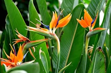 Orange Violet Strelitzia Flower seeds for Planting - Fragrant Blossoms, Heirloom & GMO Free Seeds for Home Garden
 
 Sale for planting in home garden