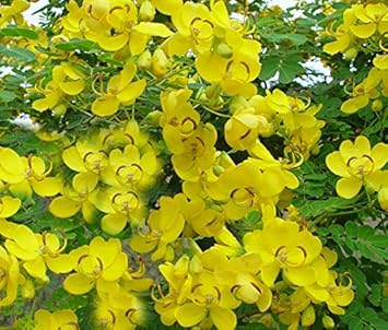 Yellow Cassia Flower seeds for Planting - Garden Favorite, Heirloom & GMO Free Seeds for Home Garden
 
 Sale for planting in home garden.