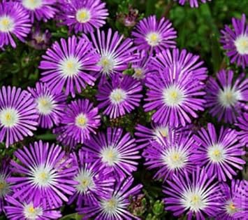 Purple Delosperma Stardust Flower seeds for Planting - Cut Flower Favorite, Heirloom & GMO Free Seeds for Home Garden
 
 Sale for planting in home garden.