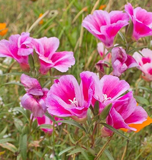 Pink Clarkia Amoena Flower seeds for Planting - Fragrant Blossoms, Heirloom & GMO Free Seeds for Home Garden