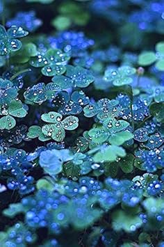 Blue Green Clover Flower seeds for Planting Shade Tolerant Heirloom & GMO Free Seeds for Home Garden
 
 Sale seeds for home garden planting