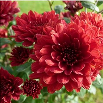 Red Chrysanthemum Flower seeds for Planting Perfect for Borders Heirloom & GMO Free Seeds for Home Garden 
 
 Sale seeds for home garden planting